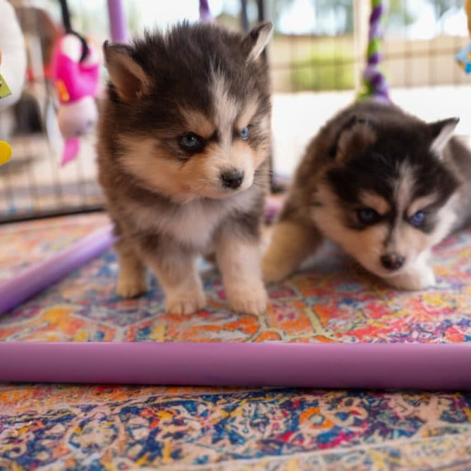 Bi-eyed Pomsky puppy with cream coat