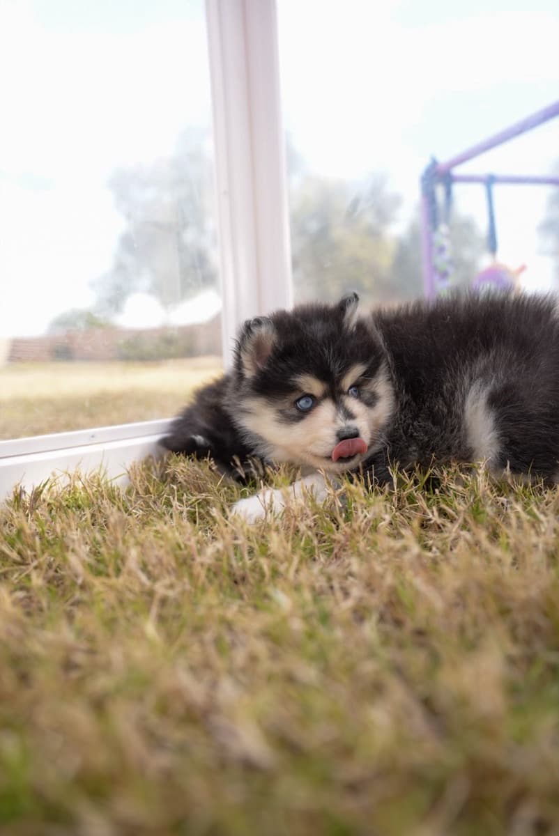 Pomsky puppy outdoors showing Husky markings