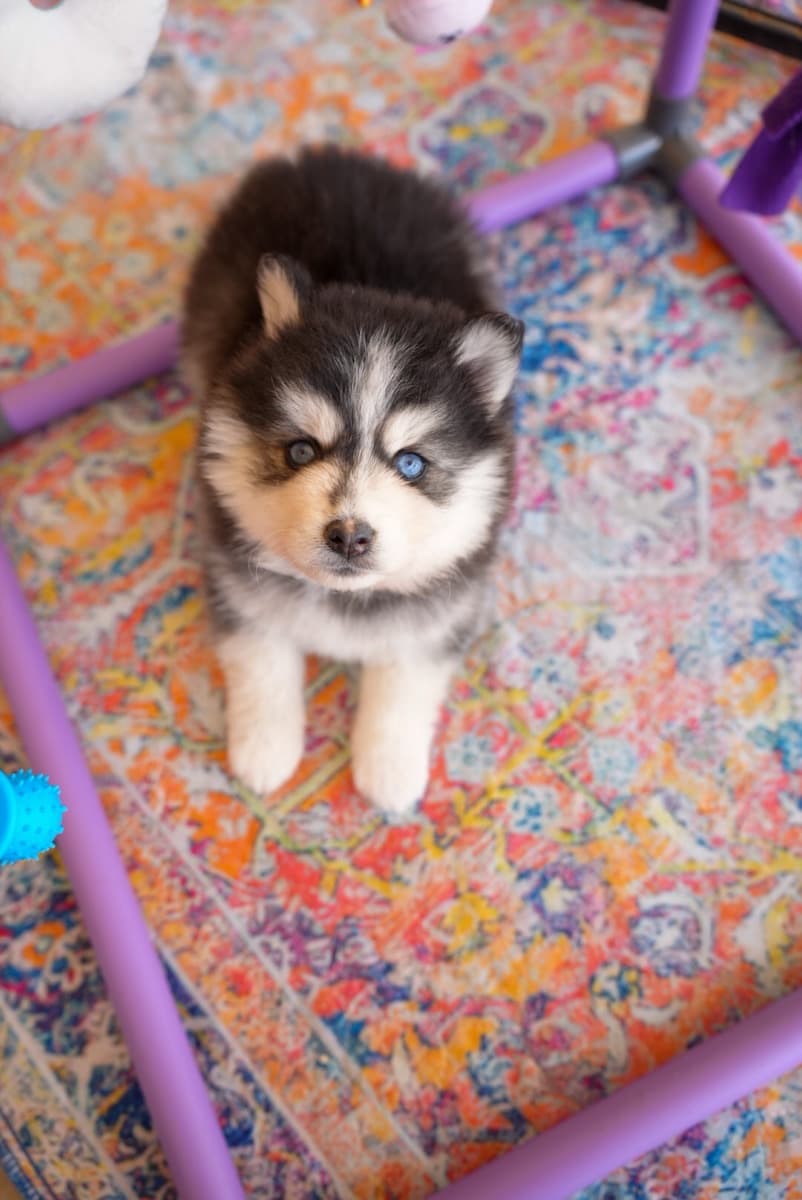 Fluffy Pomsky puppy playing in the yard