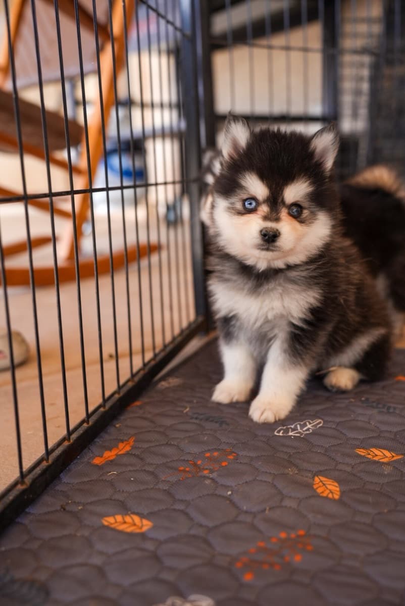 Oakley the Pomsky