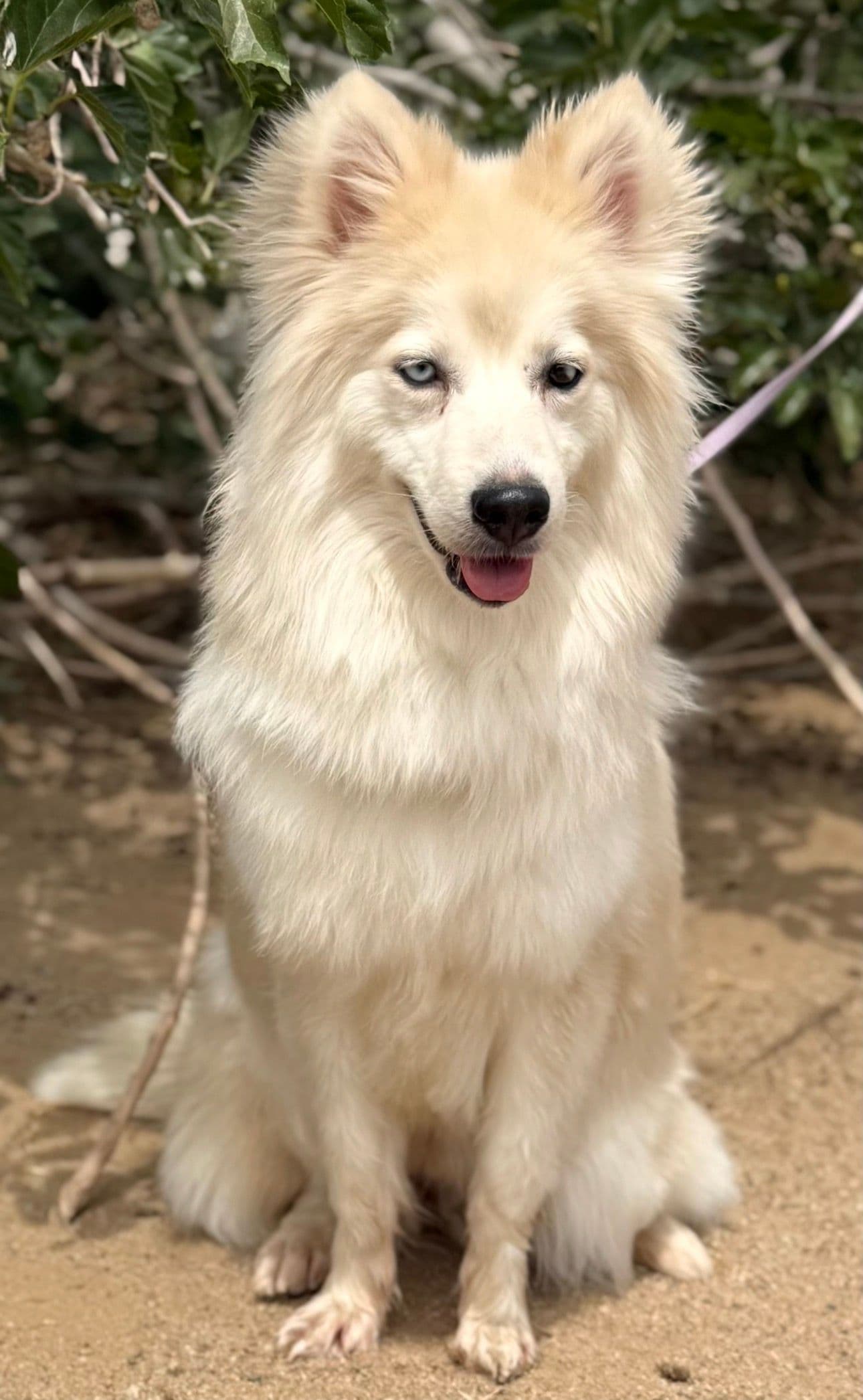 Willow — Dam