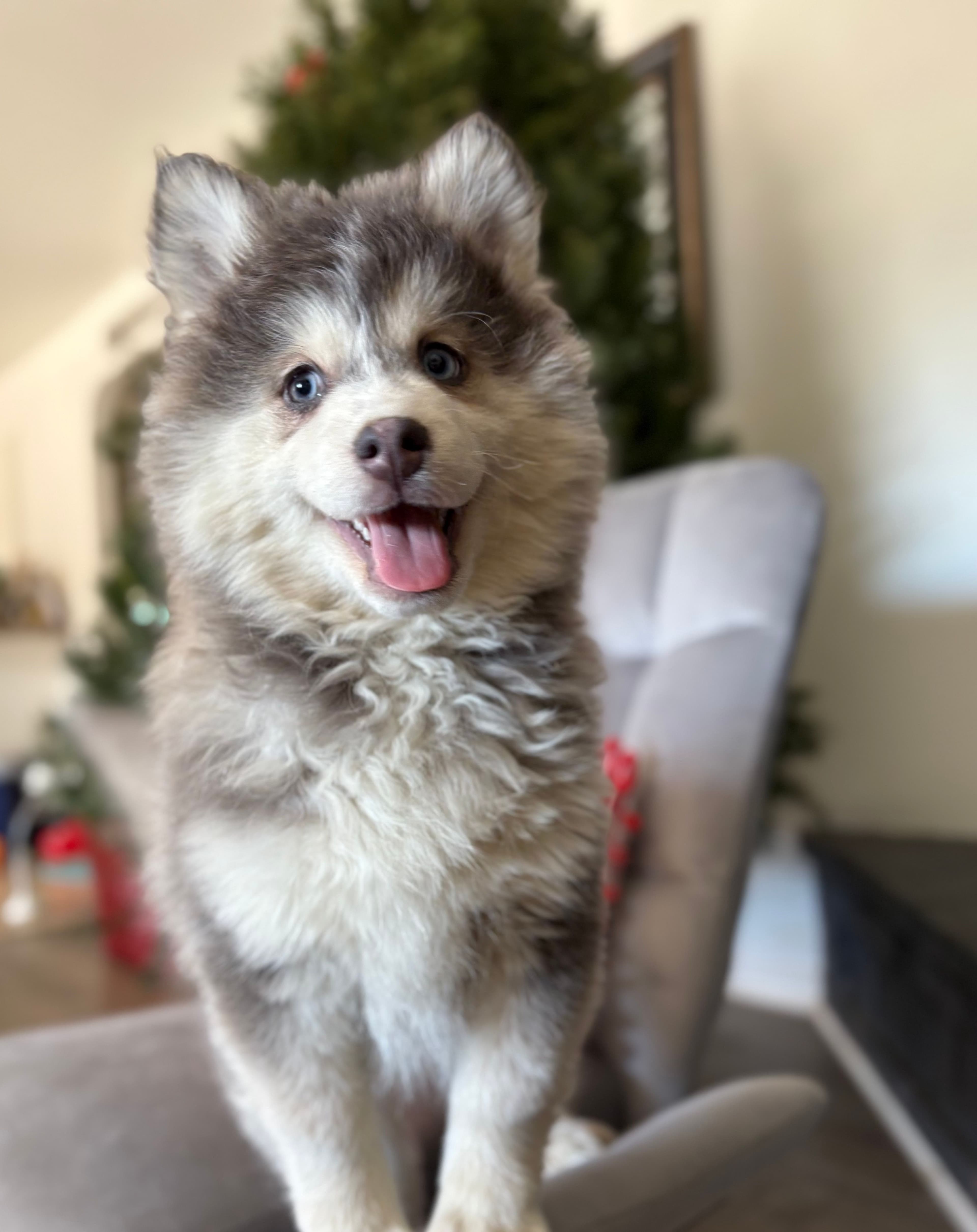 How Much Does a Pomsky Cost in 2026? (A Breeder's Honest Guide)