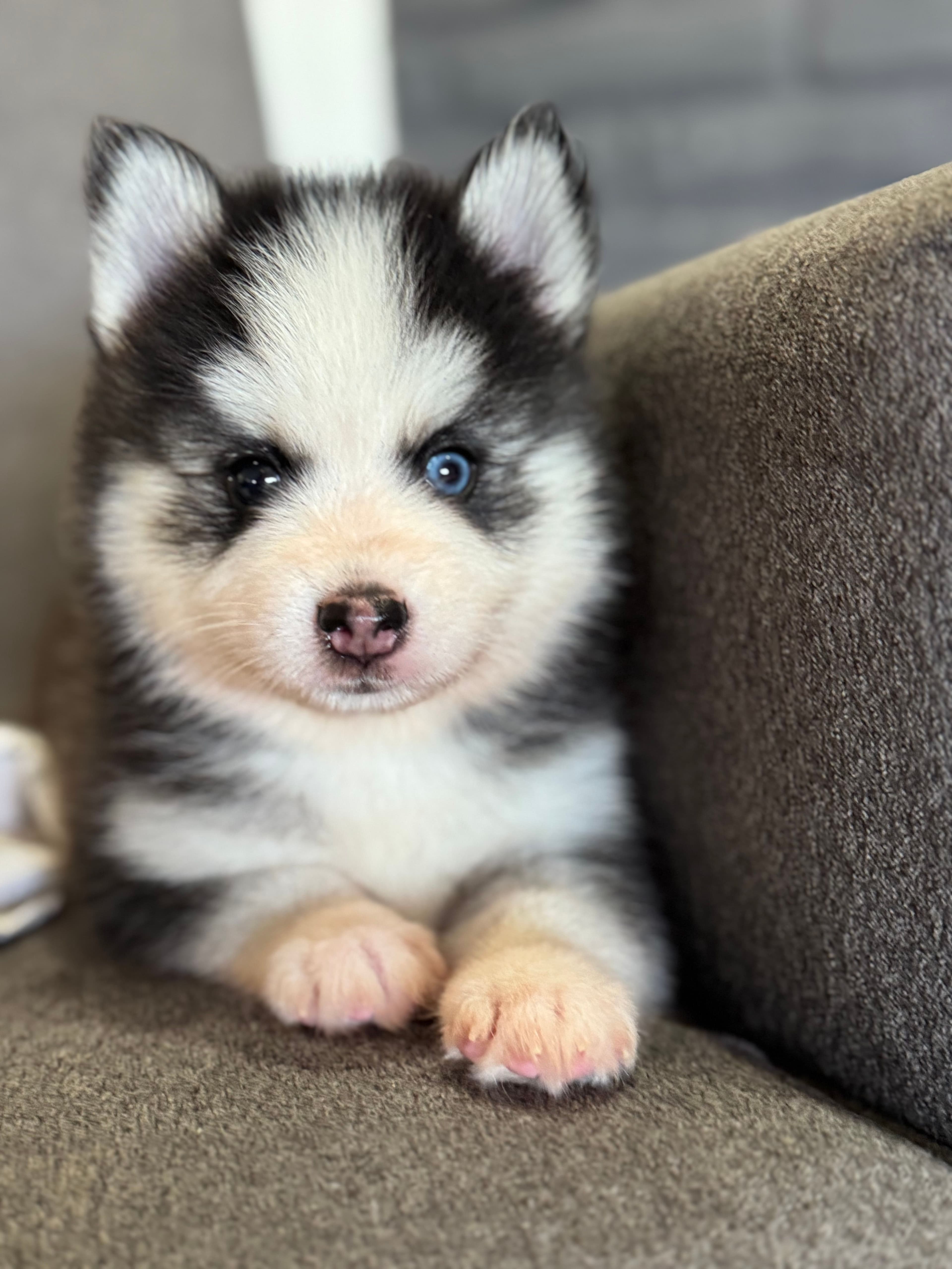 Joey — Male Pomsky puppy with bi eyes eyes