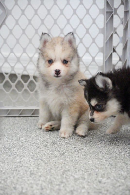Pomsky Puppies Playing