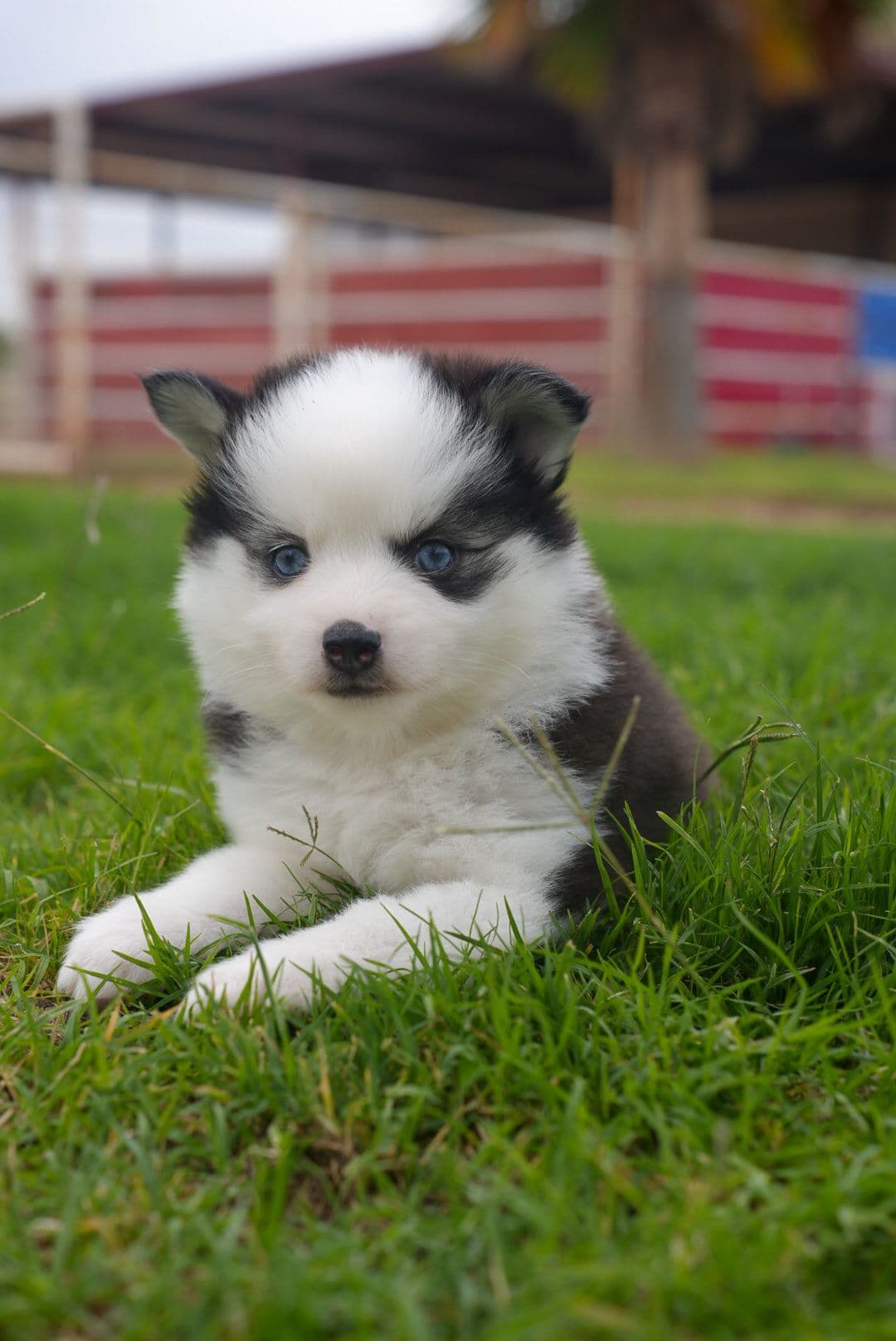 Eleanor (Toy Pomsky) Pomsky puppy - photo 1
