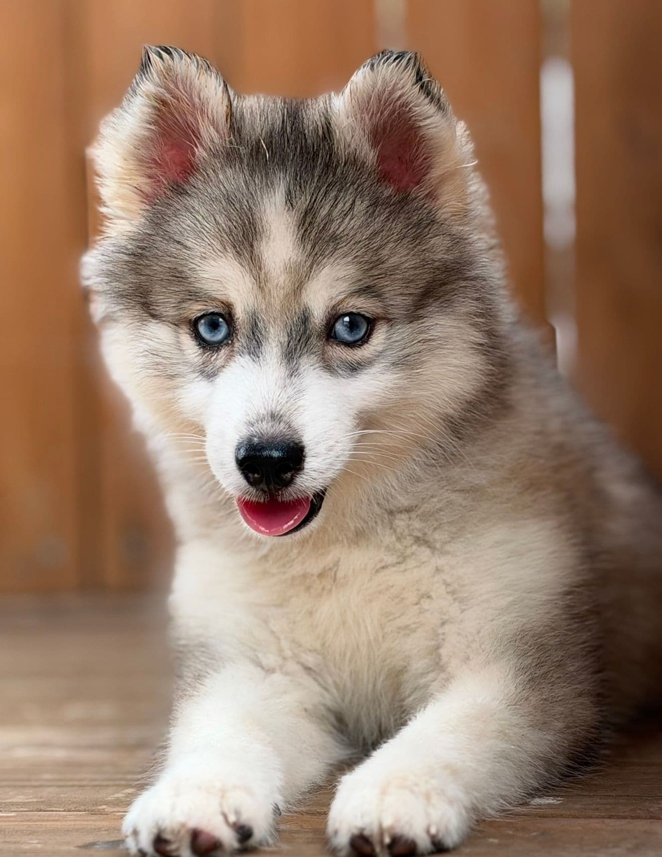 Pomsky puppies in California