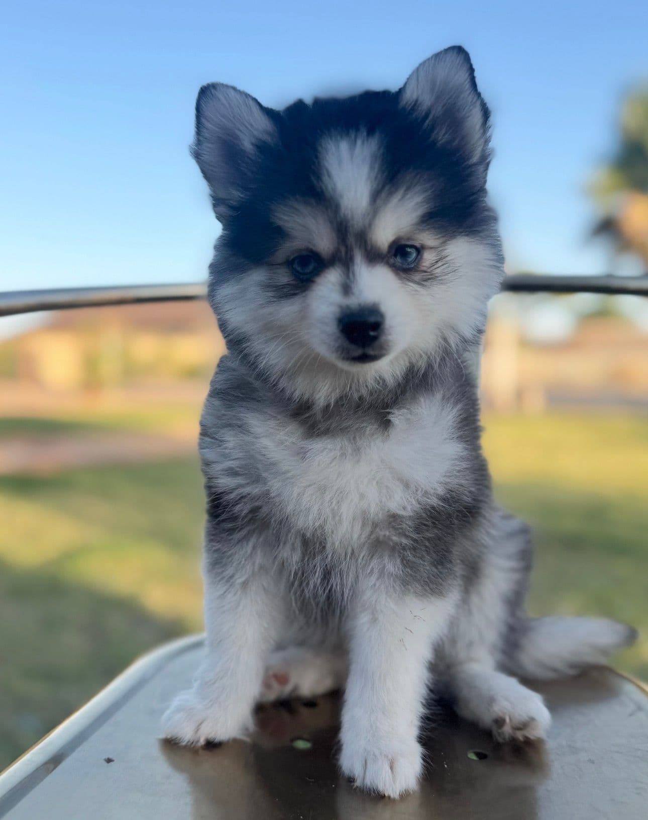 Clare Pomsky puppy - photo 1