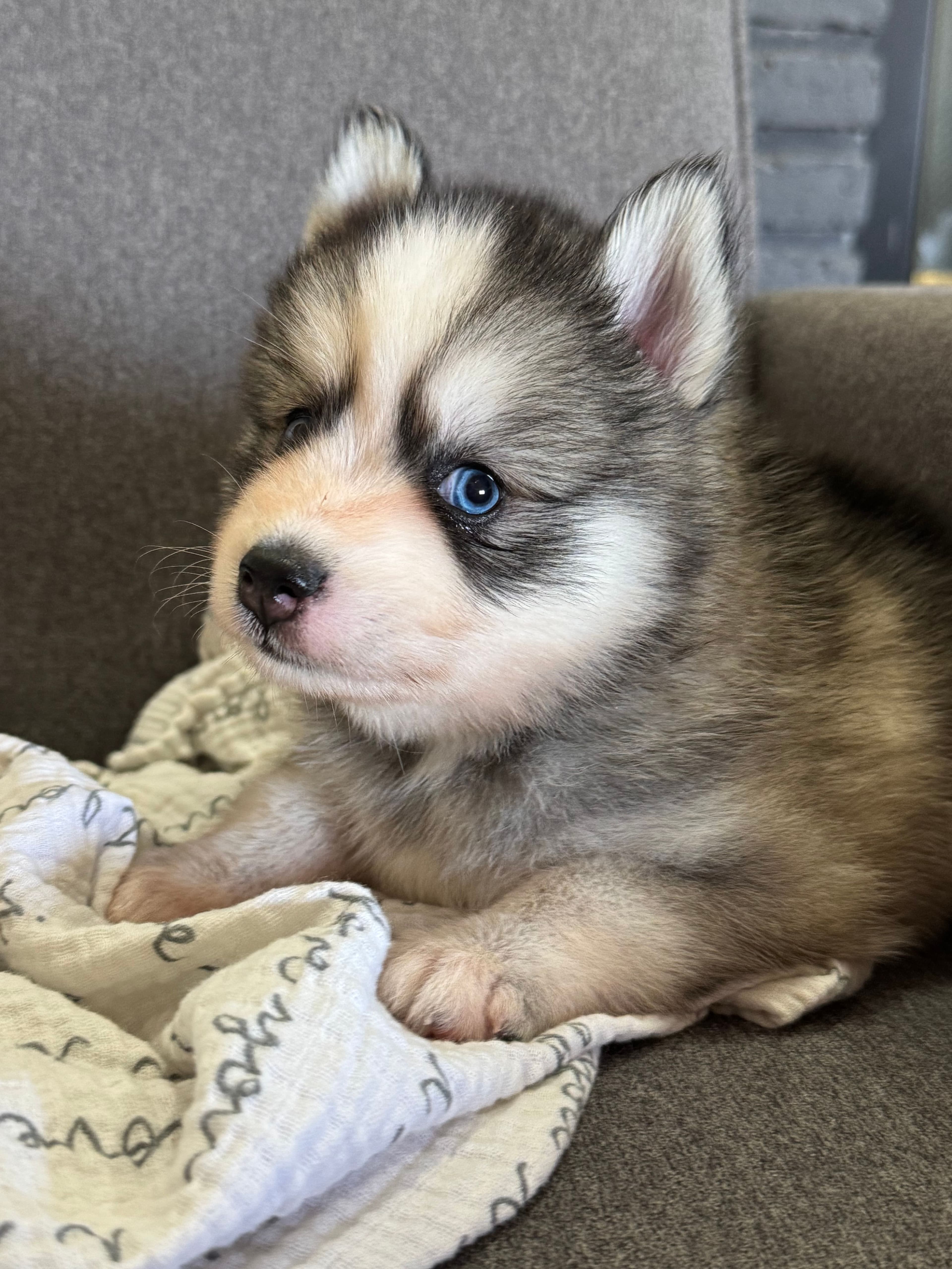 Kal — Male Pomsky puppy with blue eyes