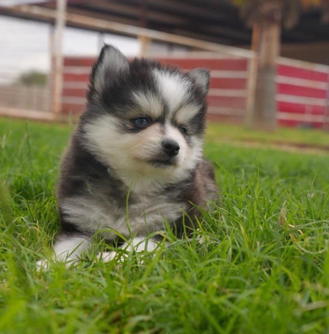 Pearl — Female Pomsky puppy with blue eyes eyes
