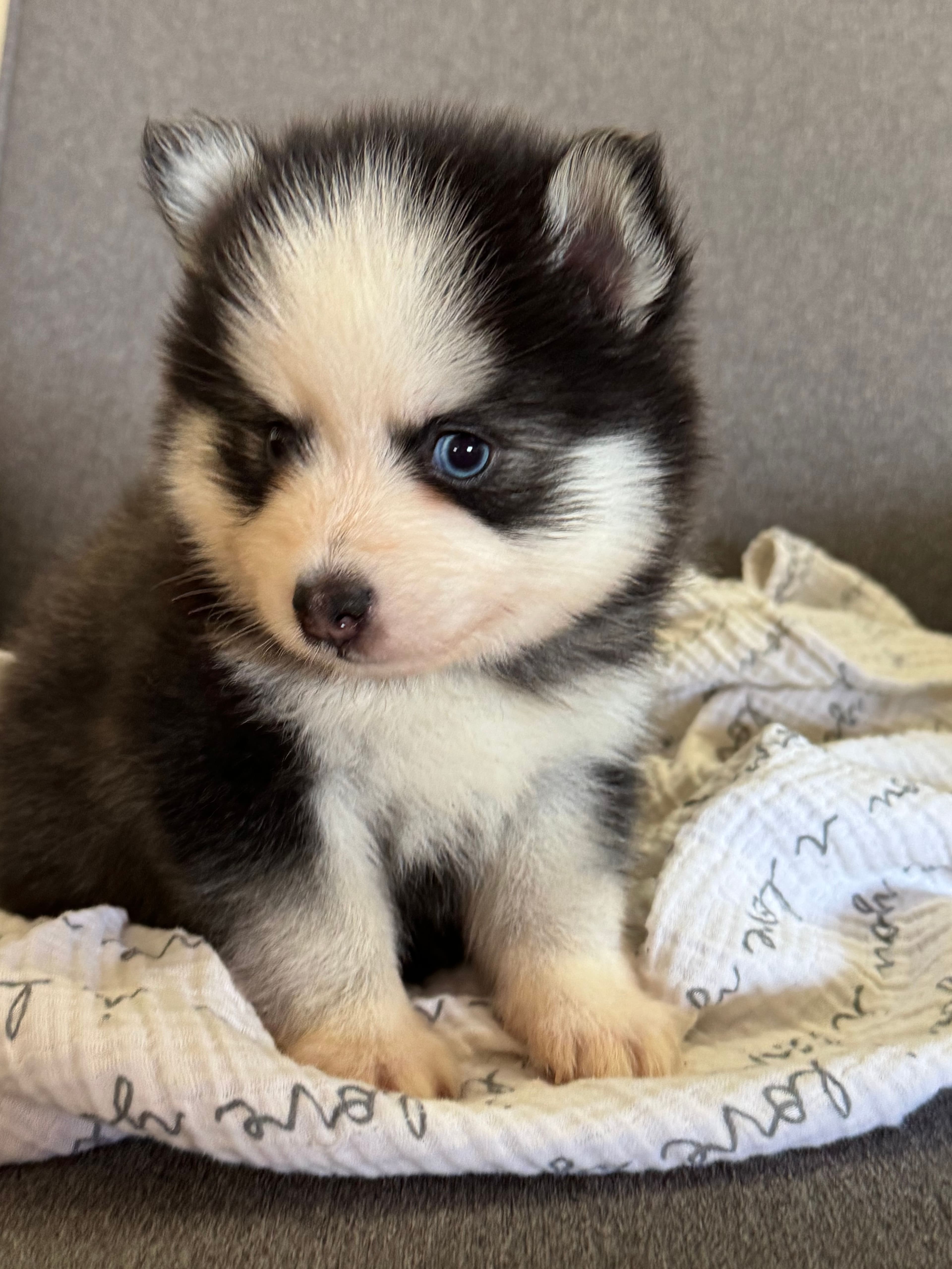 Q — Male Pomsky puppy with blue eyes