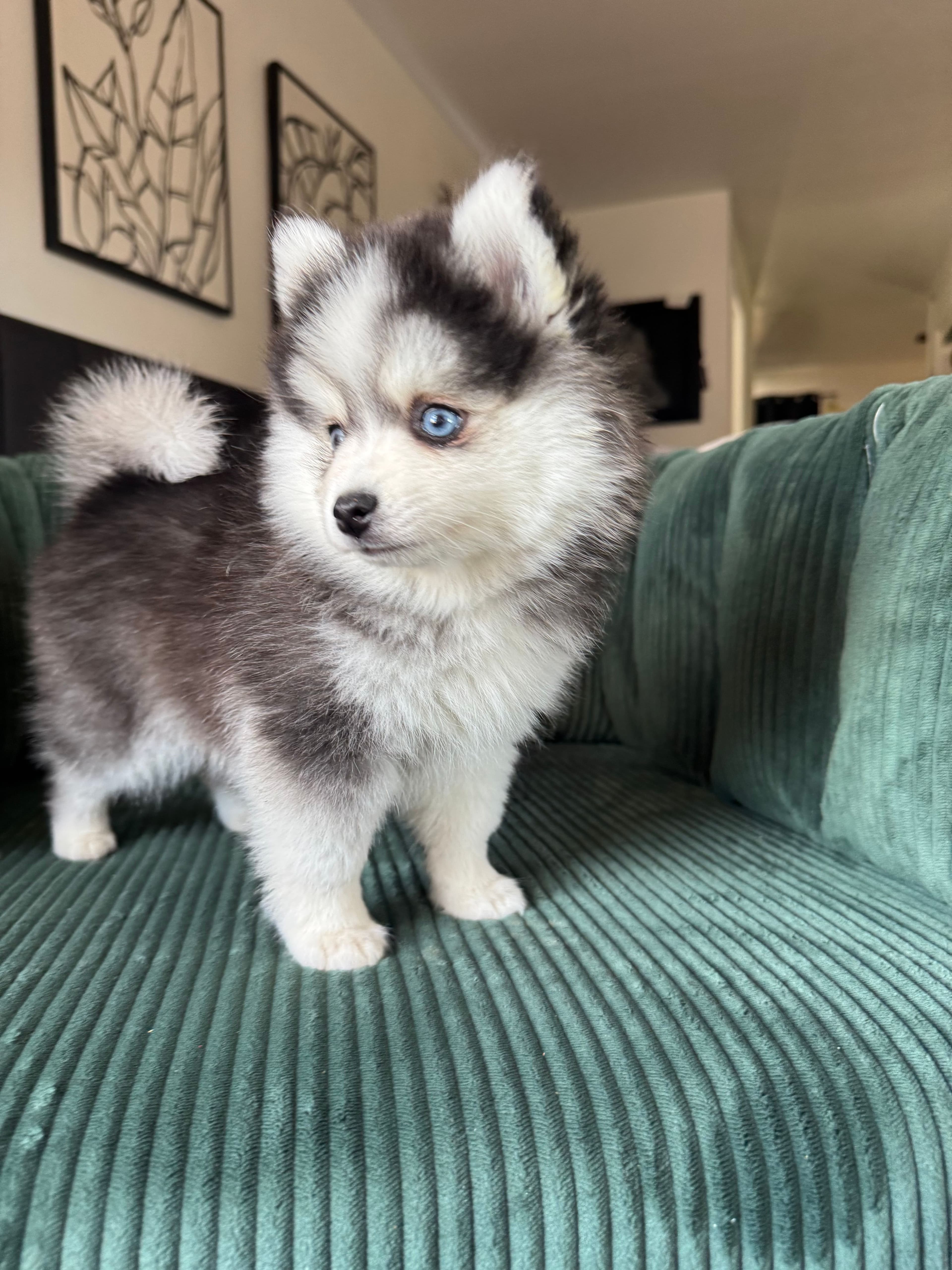 Clare Pomsky puppy - photo 1