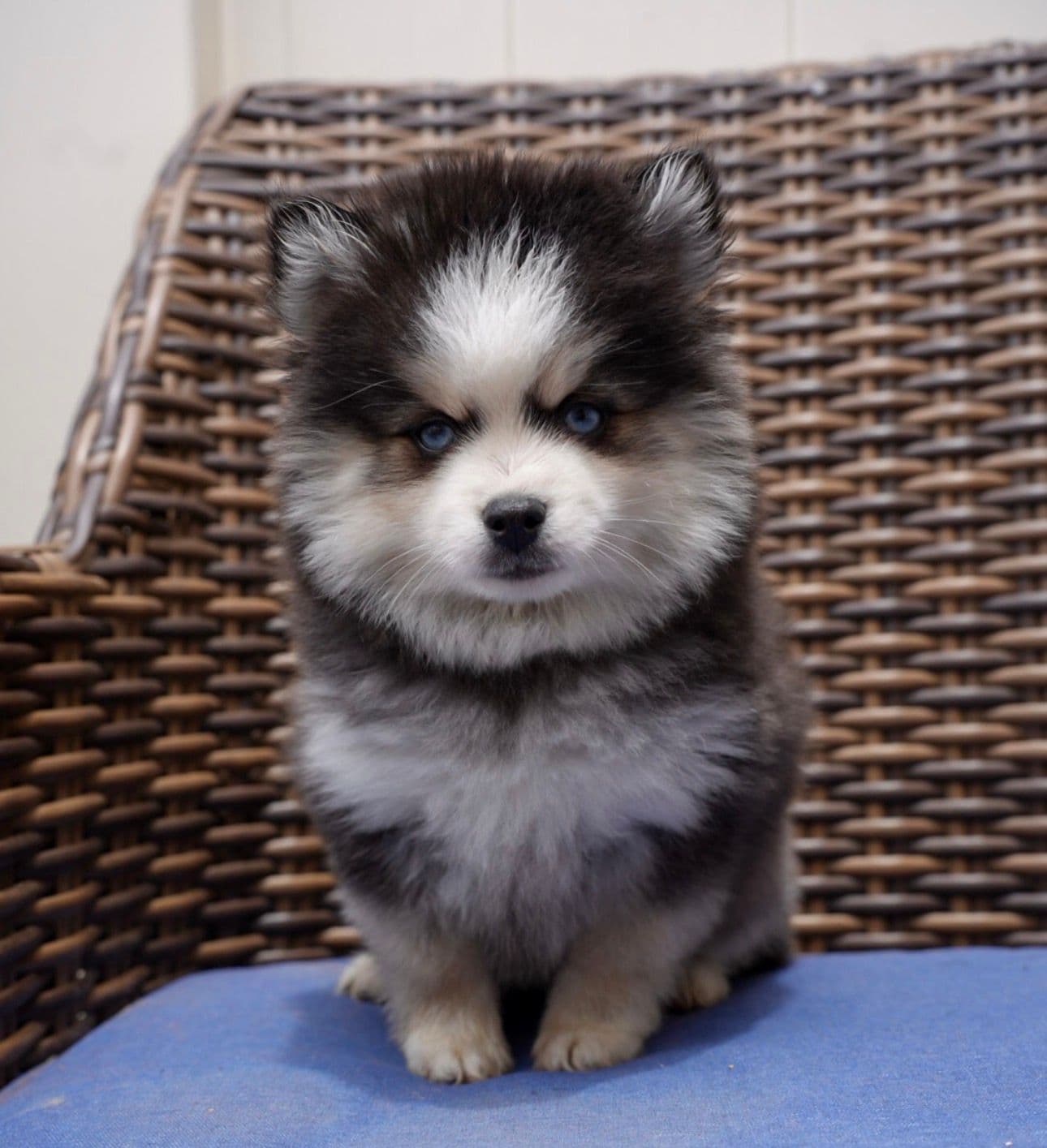 Buzz — Male Pomsky puppy with blue eyes eyes