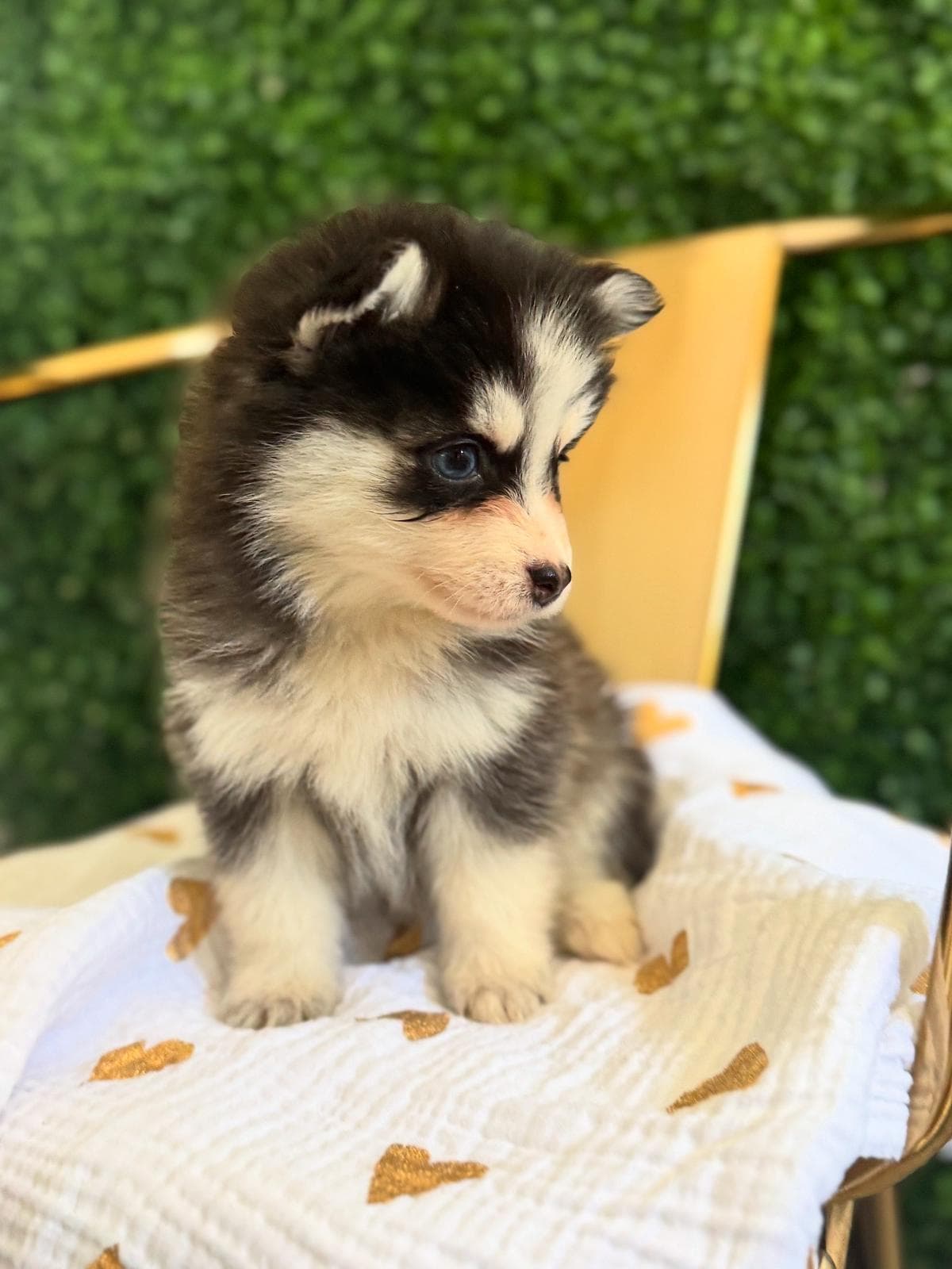 Pomsky puppies in Phoenix