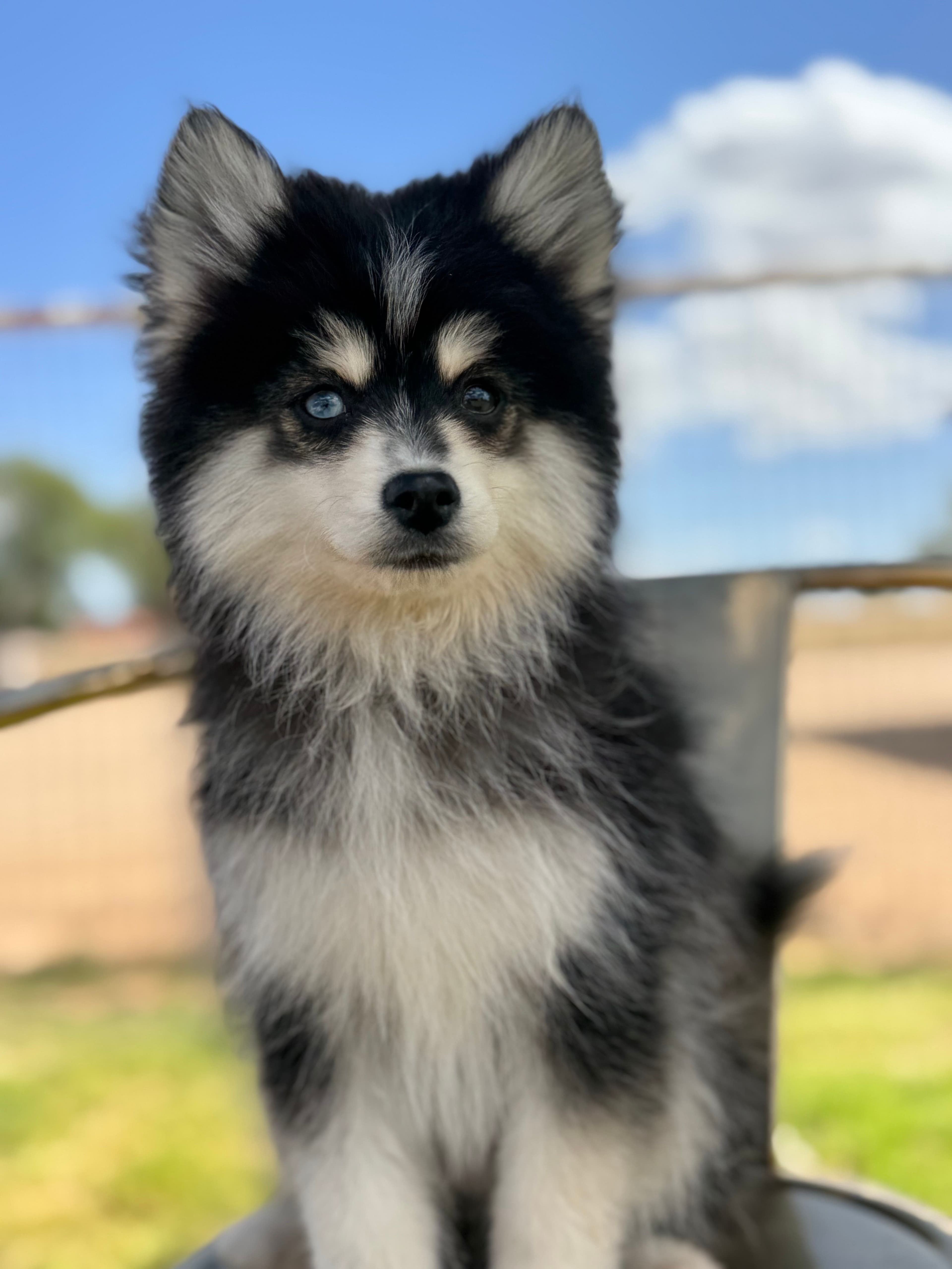 Rowan — Male Pomsky puppy with bi eyes eyes