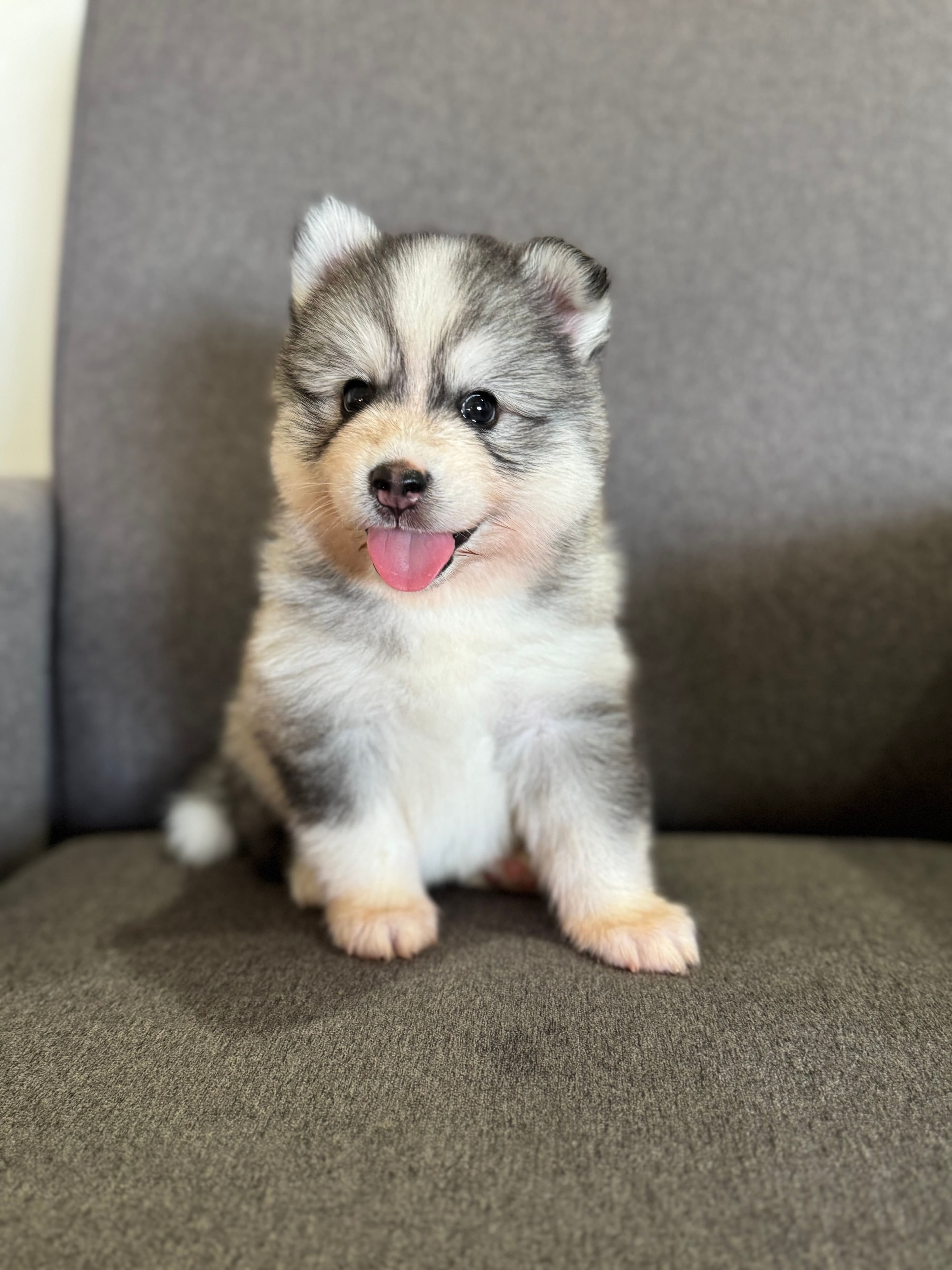 Rhy — Male Pomsky puppy with brown eyes