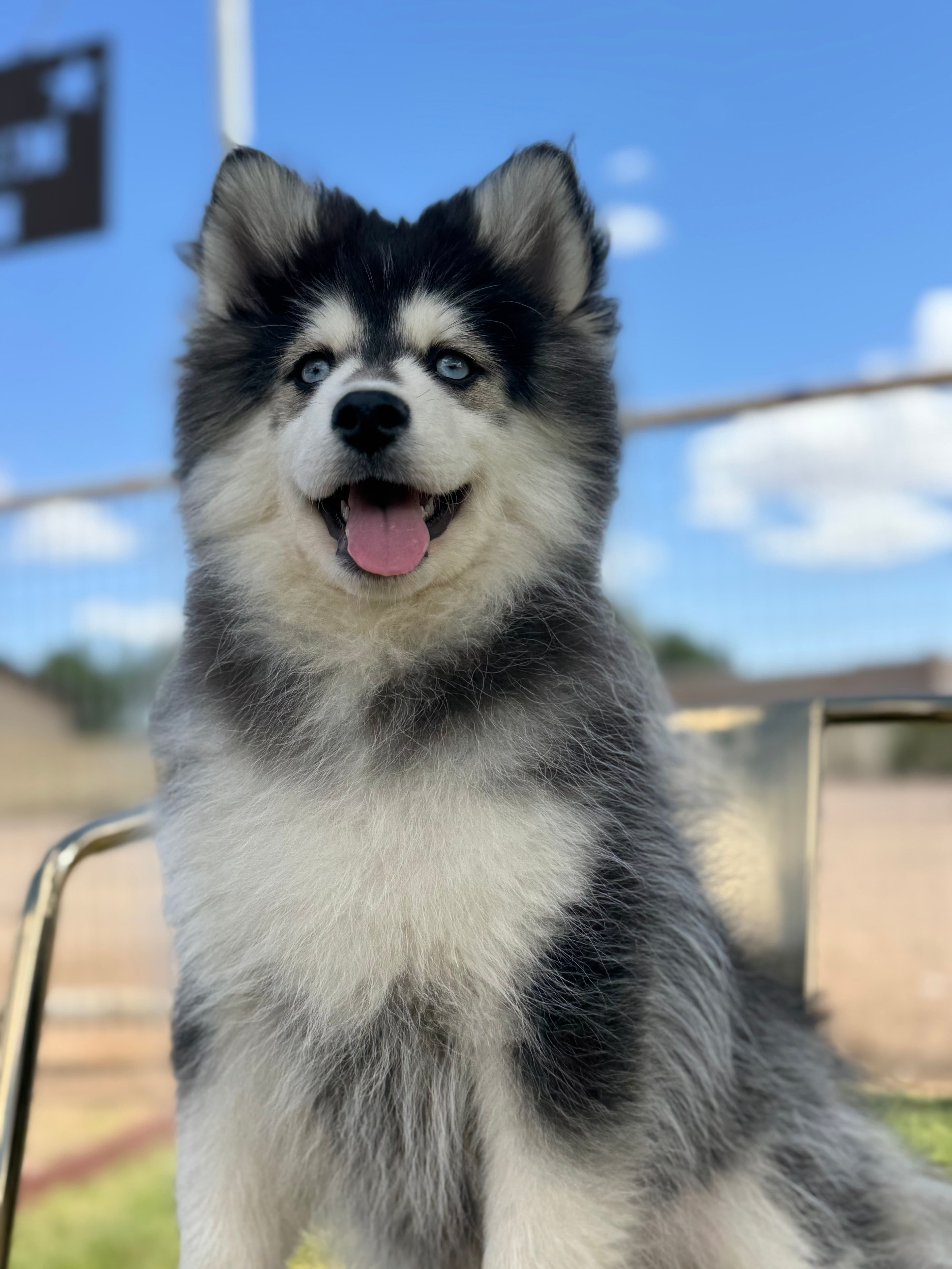 Oakley — Male Pomsky puppy with blue eyes