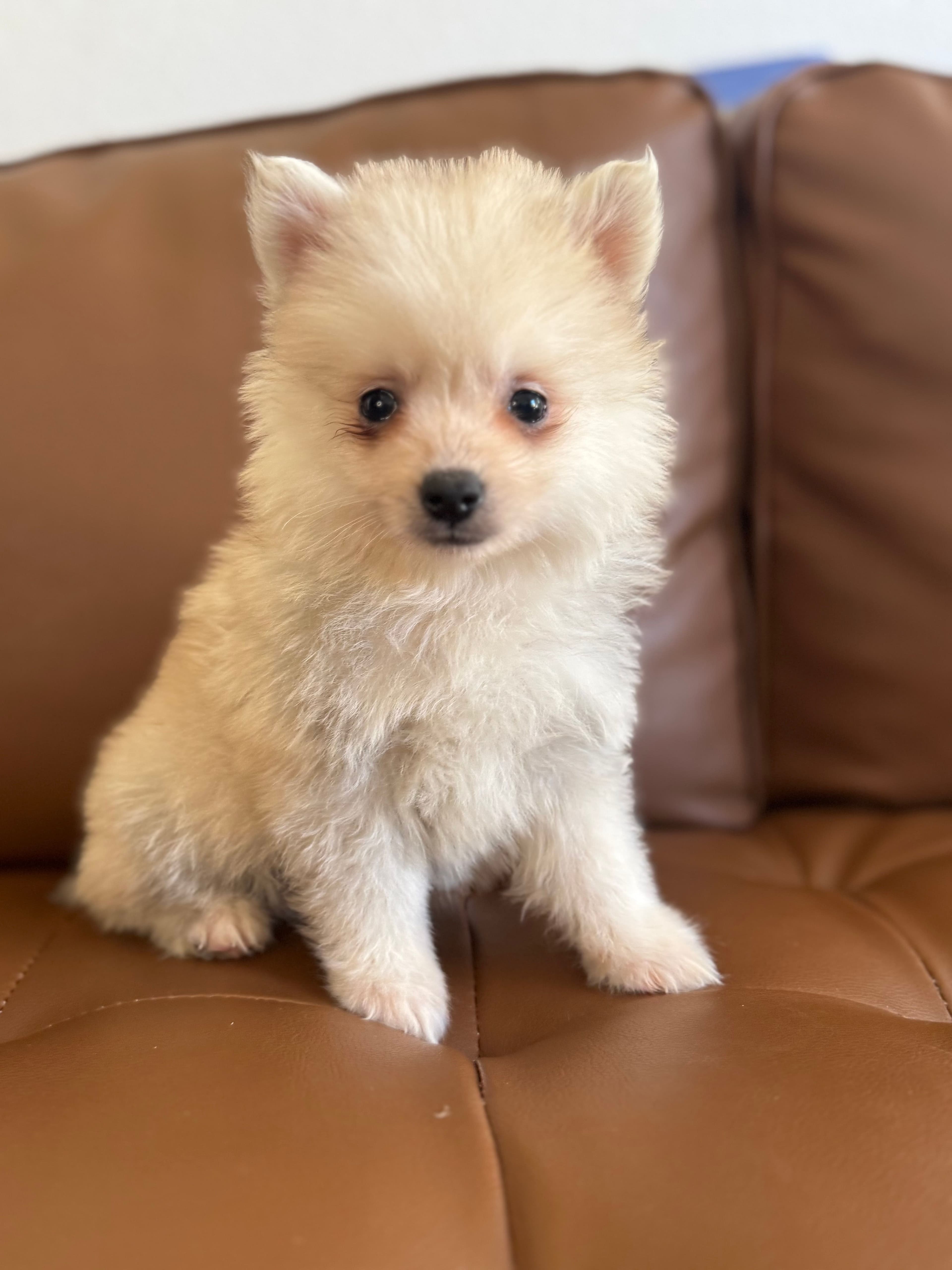Sable Pomsky puppy - photo 1