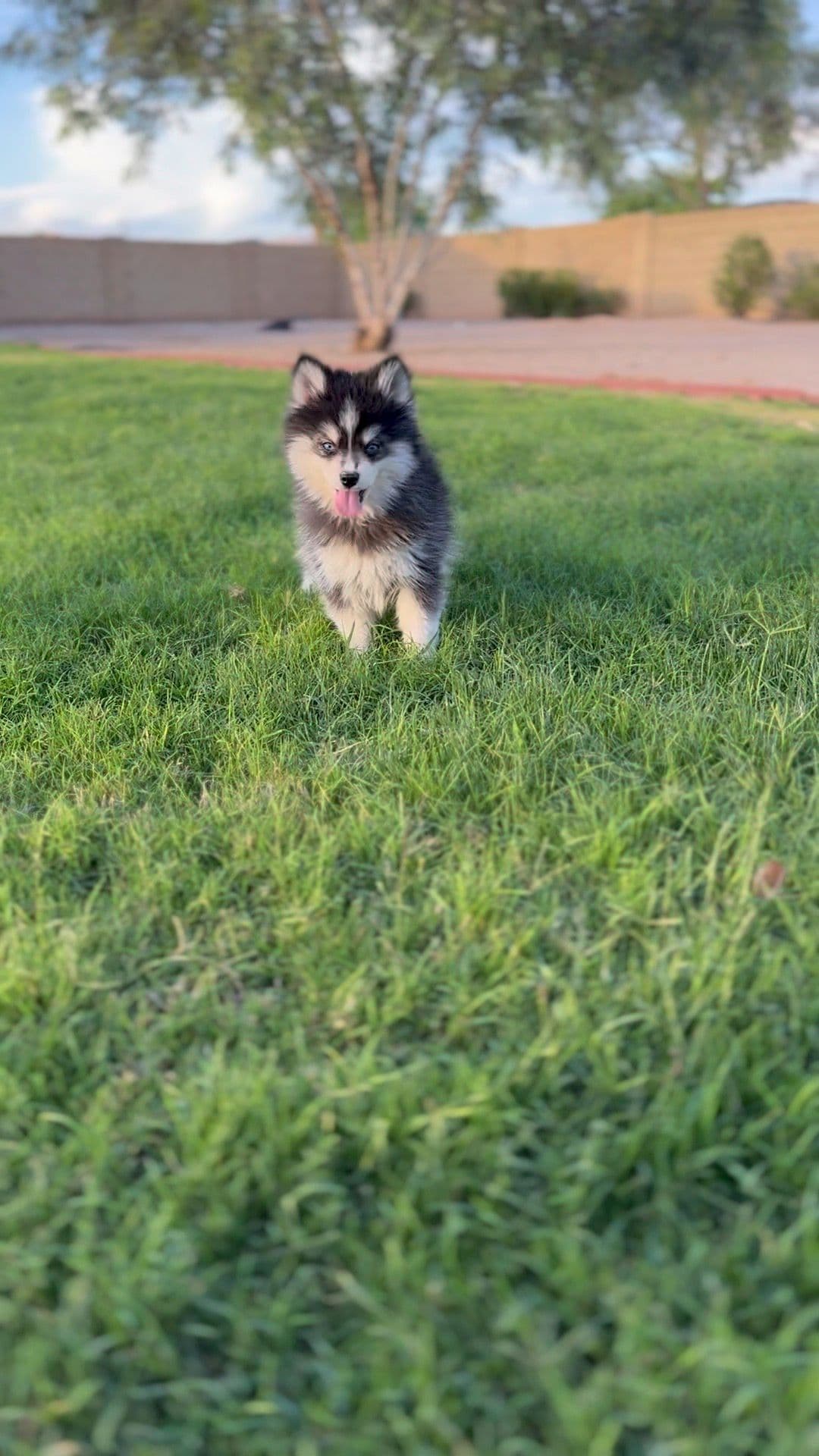 Ridge — Male Pomsky puppy with blue eyes