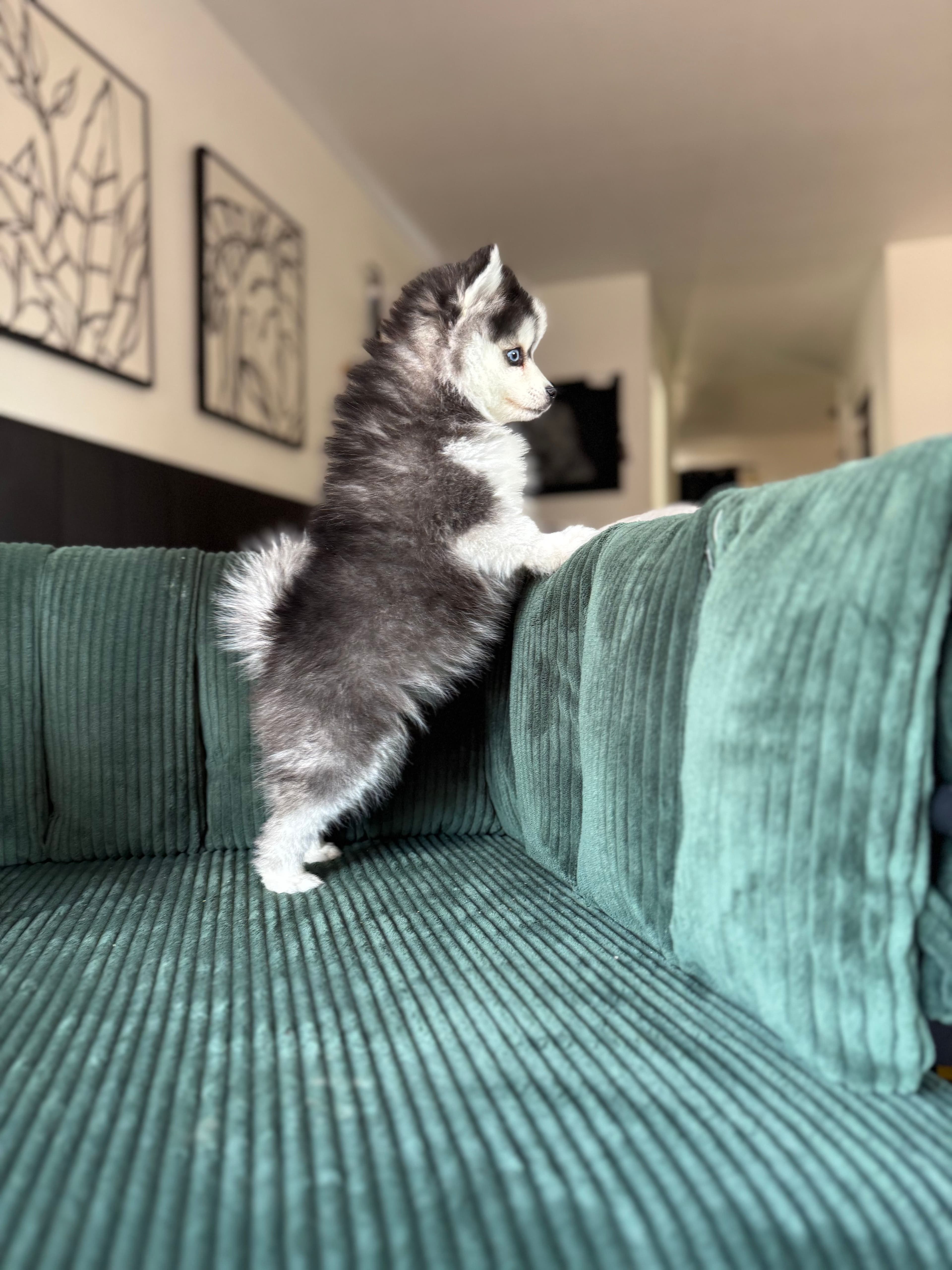 What Is a Pomsky? A Complete Guide to Size, Temperament & Coats