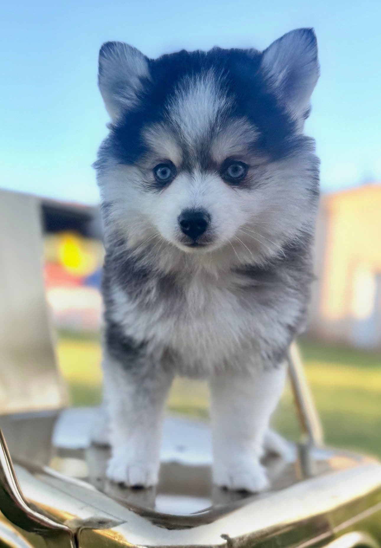 Pearl — Female Pomsky puppy with blue eyes eyes