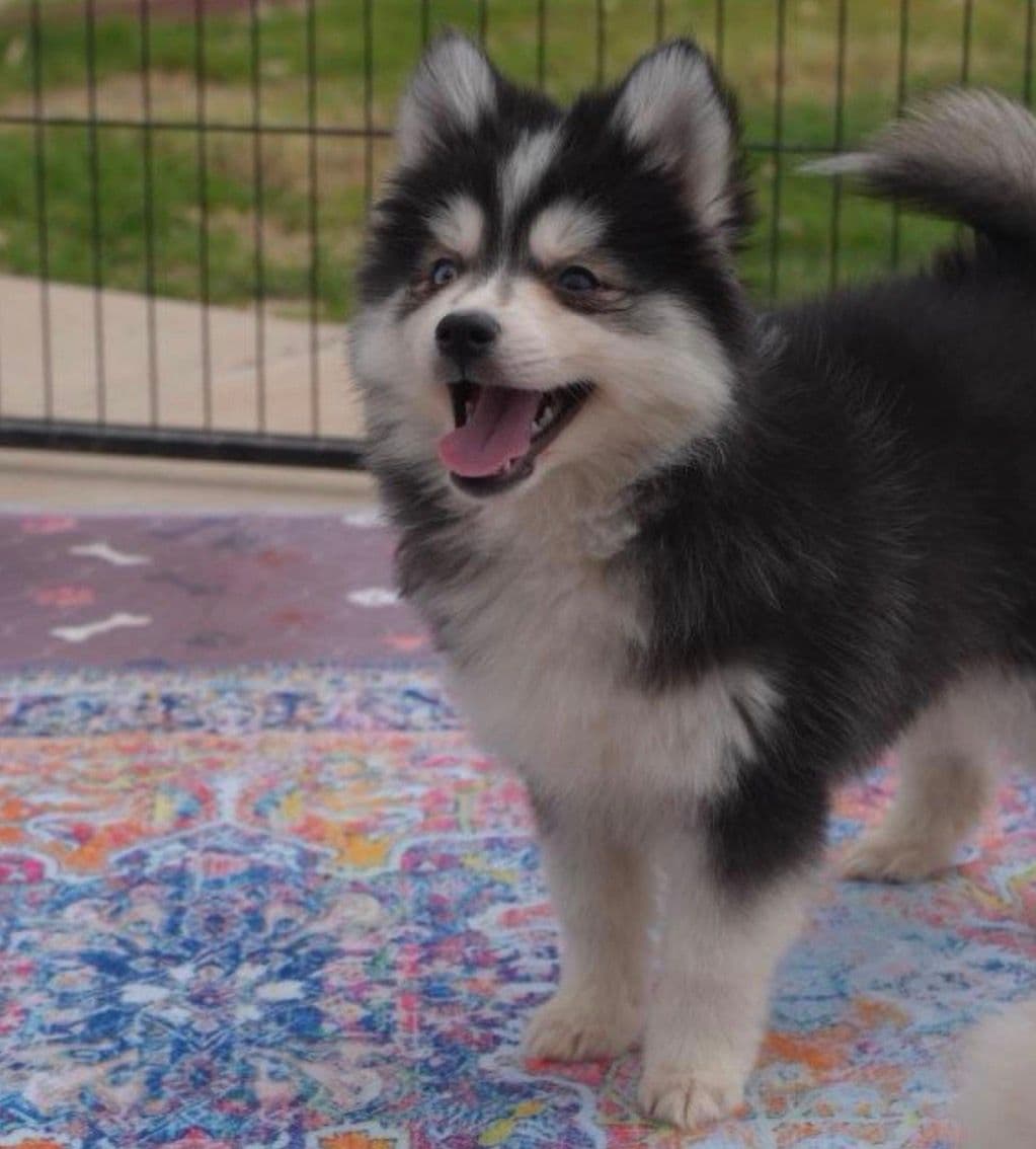Cove — Male Pomsky puppy with blue eyes eyes