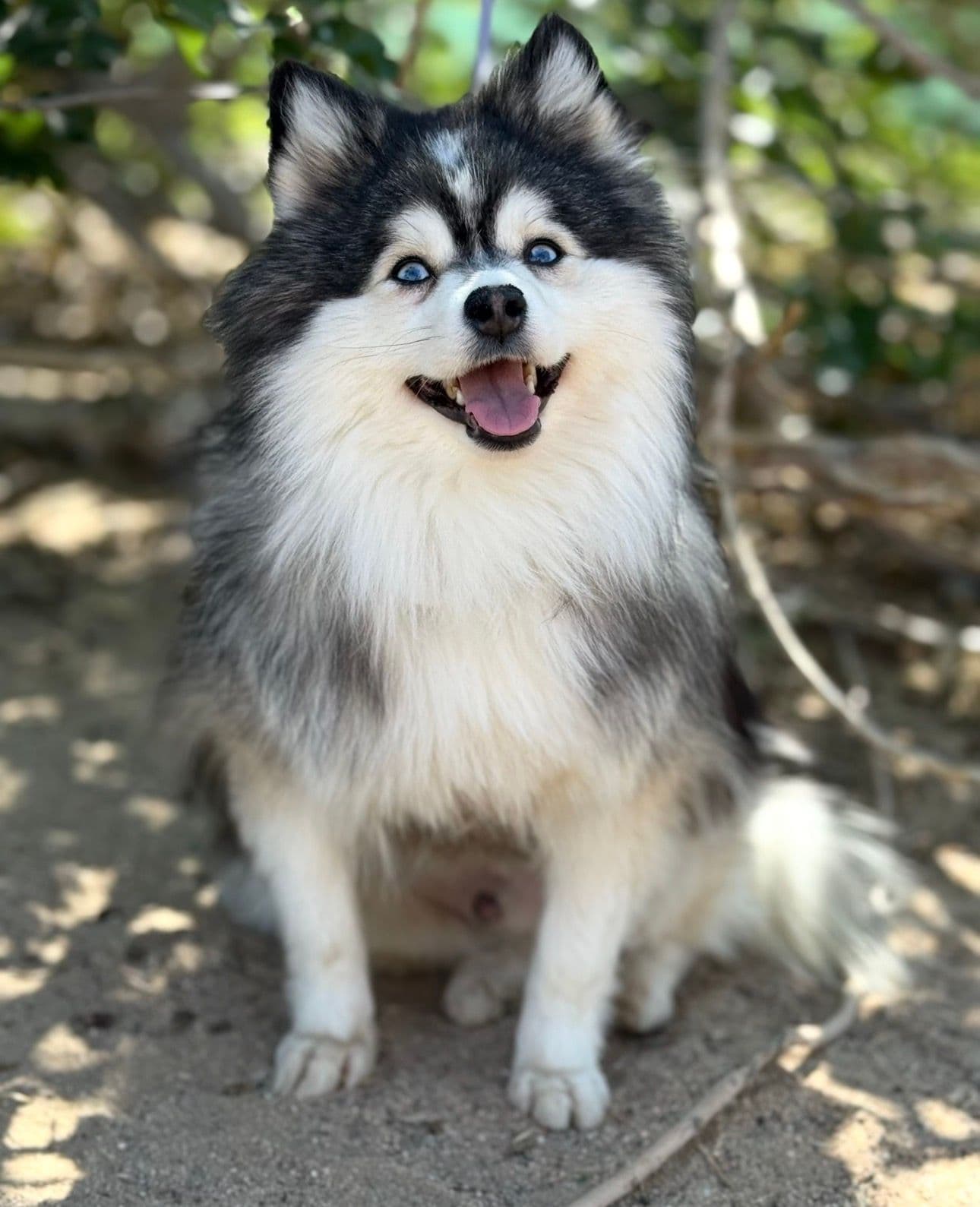 Onyx — Sire