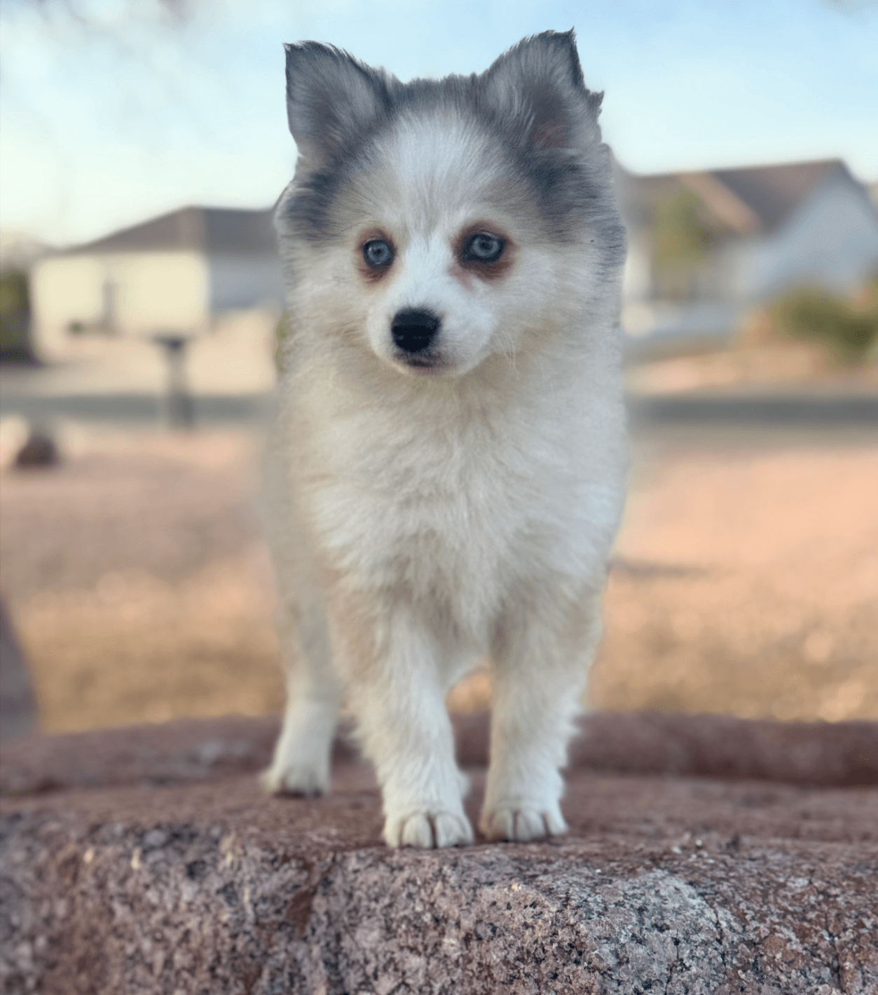Grace Pomsky puppy - photo 1