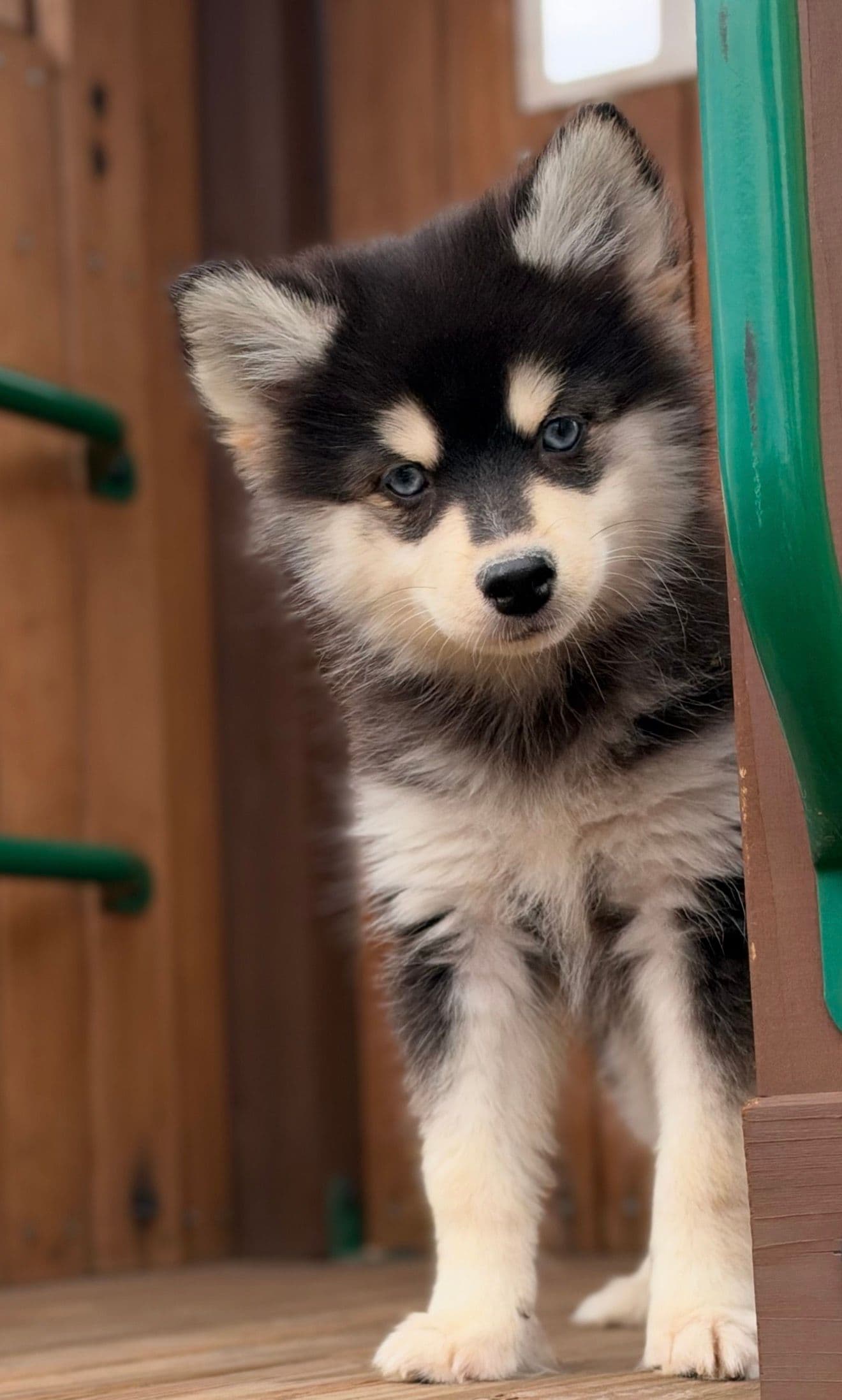 Pomsky puppies in San Diego