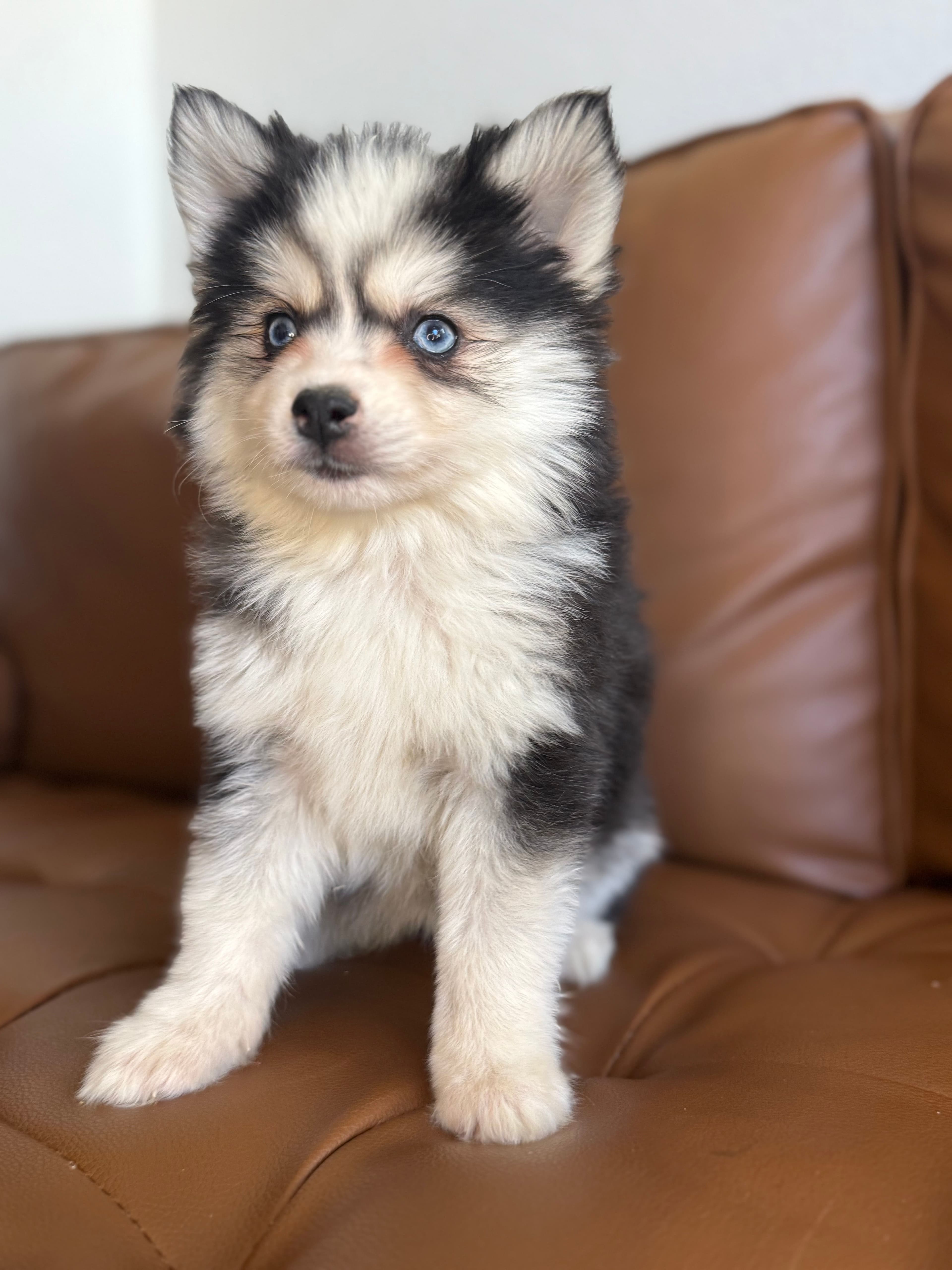 Bliss Pomsky puppy - photo 1