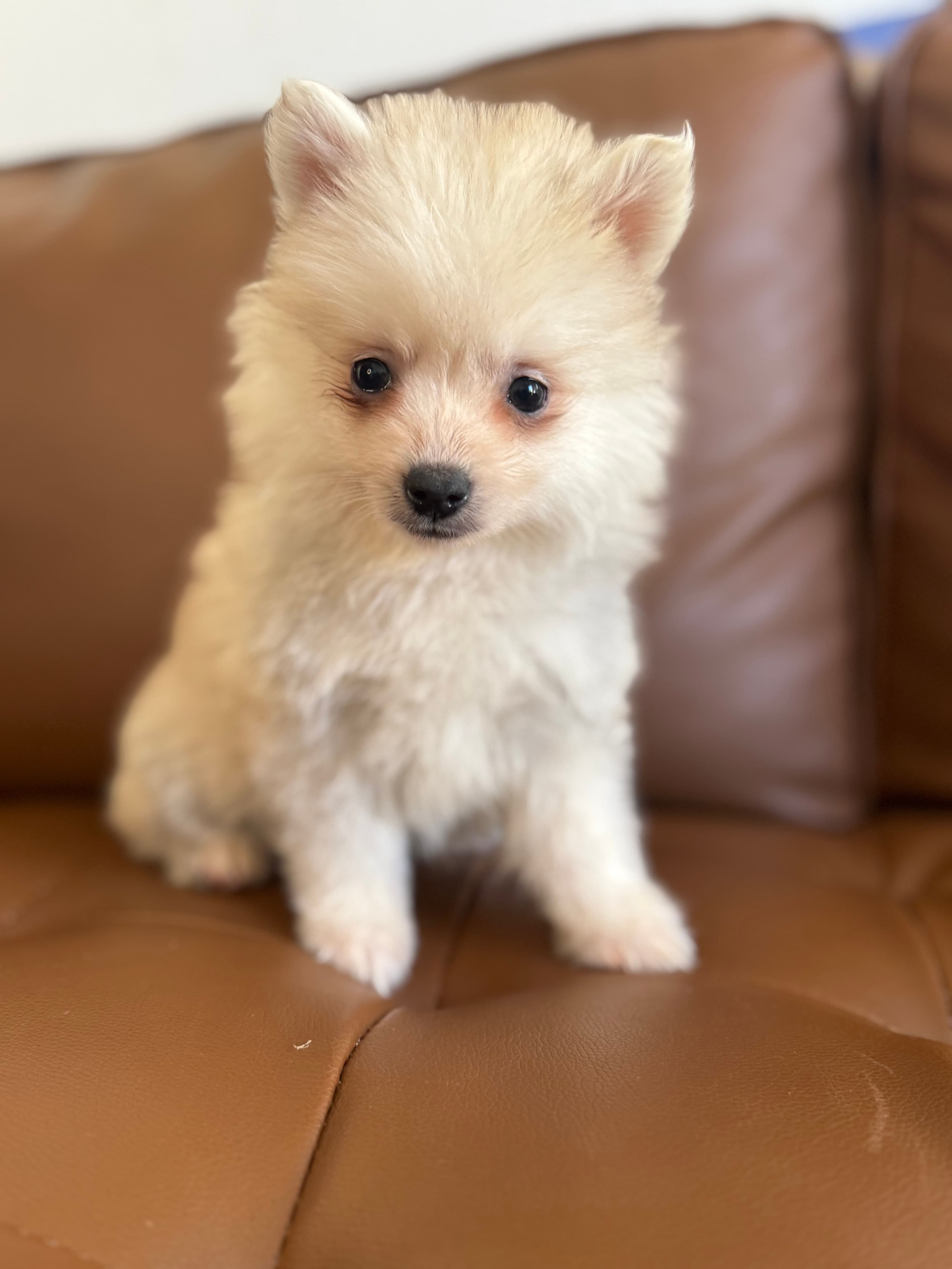 Pomsky Toy Roux Sable – Toy Pomsky Puppy | Cream Plush Coat | Platinum Pomskies